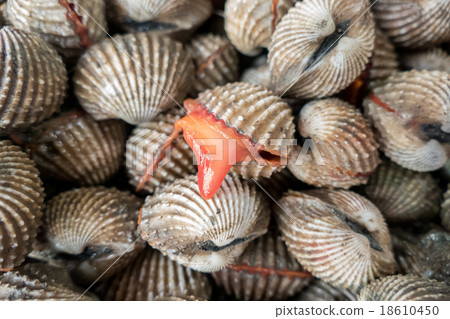 Fresh Shellfish Blood Cockles for sale in market Fresh Shellfish Blood Cockles for sale in market 18610450
