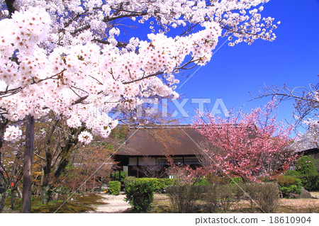 Temple (Kyoto Yamina) Sakura blooming in the garden 18610904