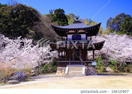 Temple (Kyoto Yamina) Sakura blooming in the garden 18610907