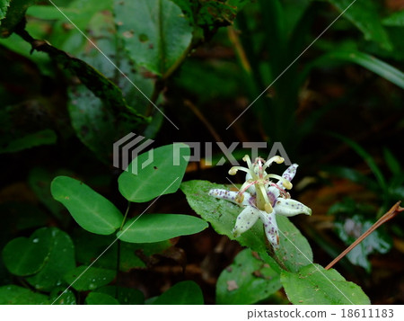 Yamazino Hototogisu Yamazino Hototogisu 18611183