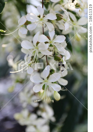 葡萄香草 18611319