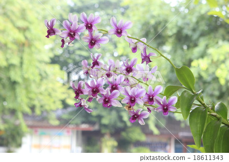 Thai orchids. 18611343