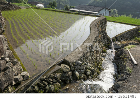 Ishigaki's paddy field and waterway 18611495