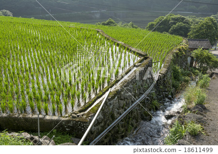 Paddy fields and waterways during the rainy season 18611499