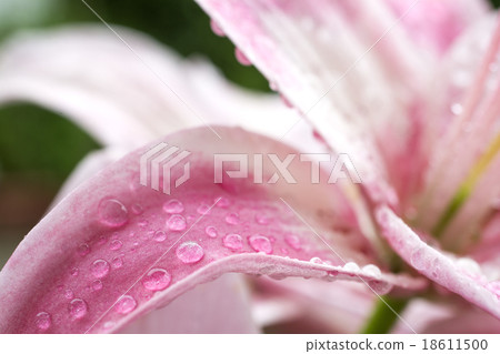 Up of a flower of a pink sky lily and water drops Up of a flower of a pink sky lily and water drops 18611500