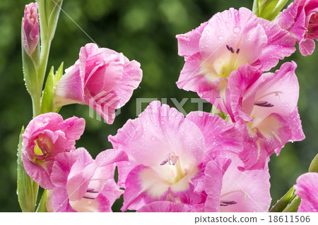 桃紅色顏色花用水下降 18611506