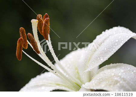 White squash lily flowers and water drops 18611519