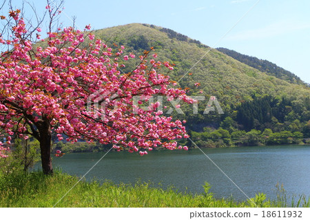 kamafusako, cherry blossom, scape 18611932