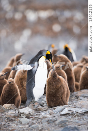 King penguin in South Georgia, Antarctica 18612136