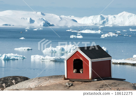 Two Husky puppies in small house 18612275