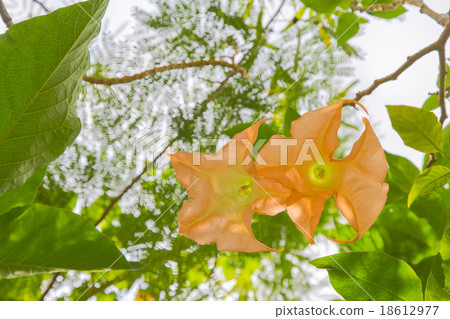 Angels trumpet flowers Angels trumpet flowers 18612977