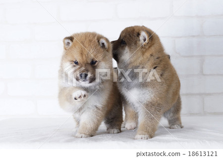 兩個好朋友Shiba inu很好 兩個好朋友Shiba inu很好 18613121