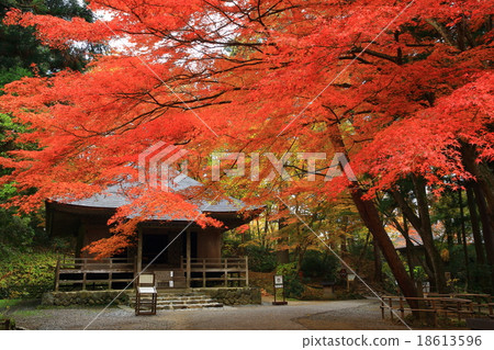 Autumn leaves of Hiraizumi Chusonji, a World Heritage Site Autumn leaves of Hiraizumi Chusonji, a World Heritage Site 18613596