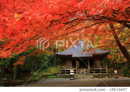Autumn leaves of Hiraizumi Chusonji, a World Heritage Site 18613607