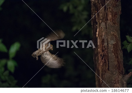 Parent Konohazu who brought food to chicks 18614677