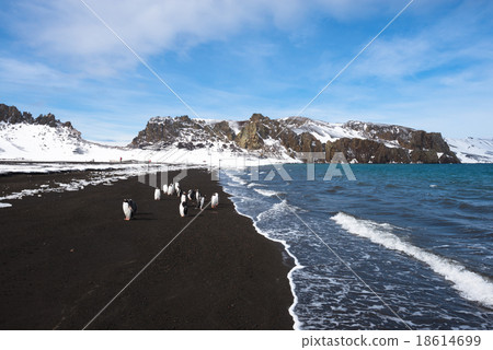 Gentoo penguin, Deception Island, Antarctica 18614699