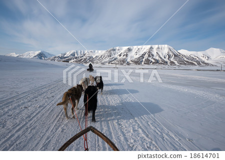 圖庫照片: dog sled tour across a barren winter landscape