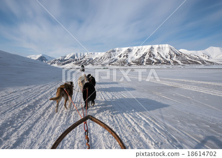 Dog sled tour across a barren winter landscape Dog sled tour across a barren winter landscape 18614702