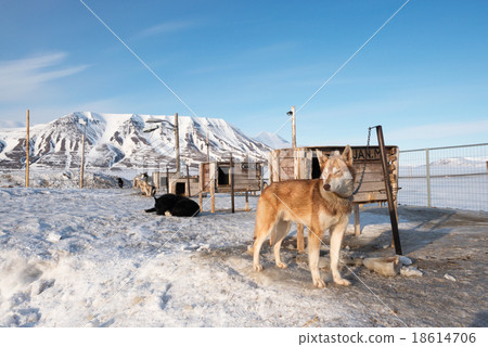 Arctic sled dogs, Longyearbyen, Svalbard 18614706