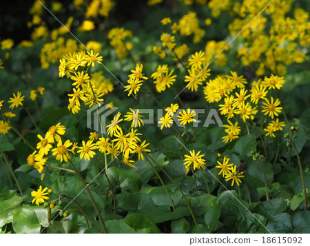 大吳風草 大吳風草 18615092