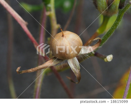 Morning glory seeds 18615099