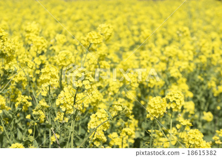 Rapeseed field Rapeseed field 18615382