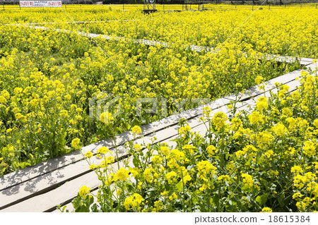 Rapeseed field 18615384