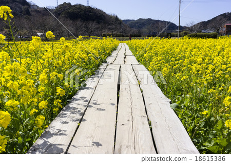 油菜田 18615386