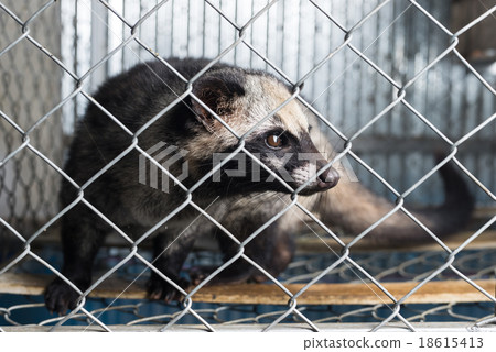 Kopi luwak coffee series : Civet in cage 18615413
