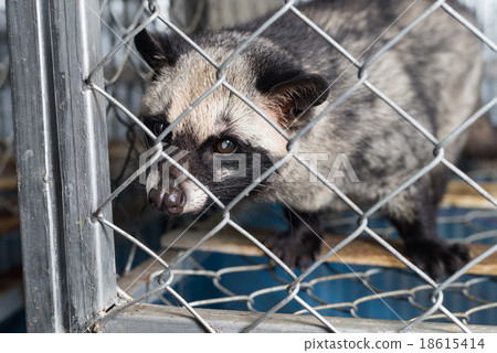 Kopi luwak coffee series : Civet in cage Kopi luwak coffee series : Civet in cage 18615414