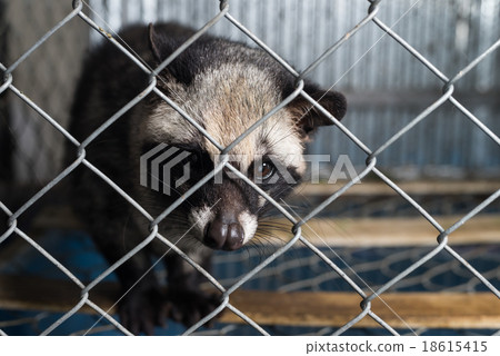 Kopi luwak coffee series : Civet in cage 18615415