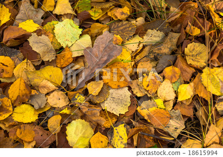 Background of autumn yellow leaves Background of autumn yellow leaves 18615994