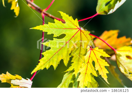 Beautiful yellow red  green leaf in autumn 18616125