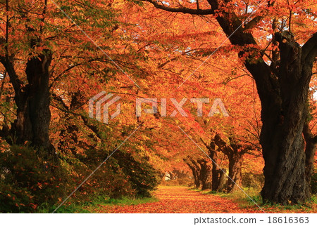 北上展Katsuji櫻花樹的秋葉 北上展Katsuji櫻花樹的秋葉 18616363