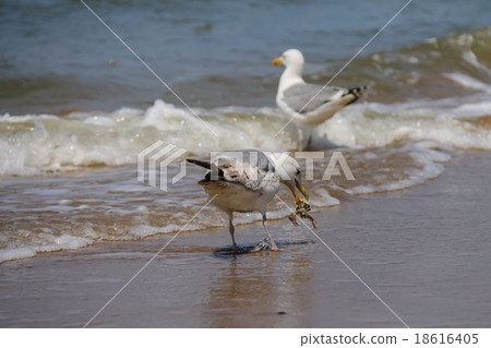 Two seagulls in a water of North sea in Zandvoort 18616405