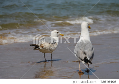 Two seagulls in a water of North sea in Zandvoort 18616406