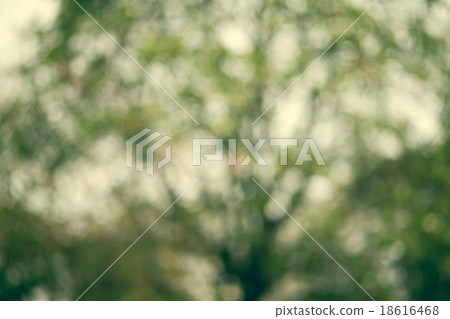 Out of focus, Green natural forest background. 18616468
