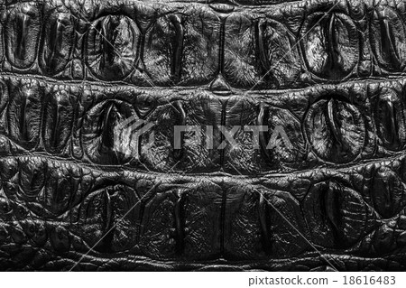 Black Crocodile Leather background texture 18616483