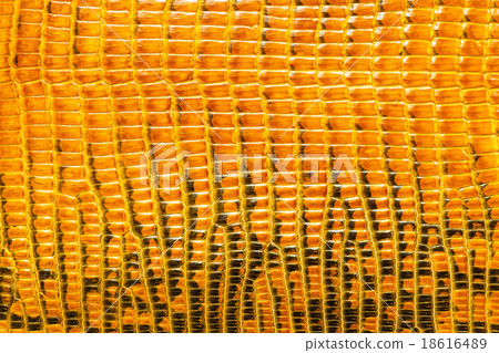 Yellow reptile leather texture background 18616489