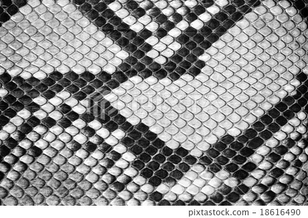Natural python leather, texture for background. Natural python leather, texture for background. 18616490