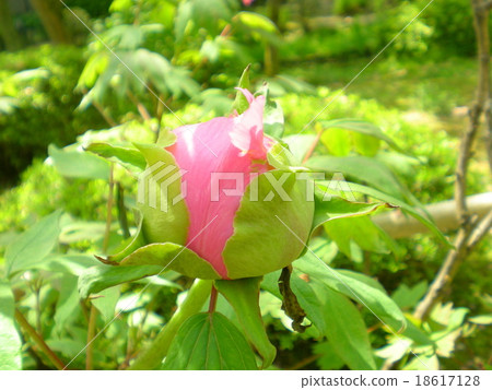牡丹之芽 牡丹之芽 18617128