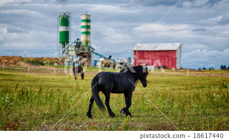 Frisian horse on the meadow Frisian horse on the meadow 18617440