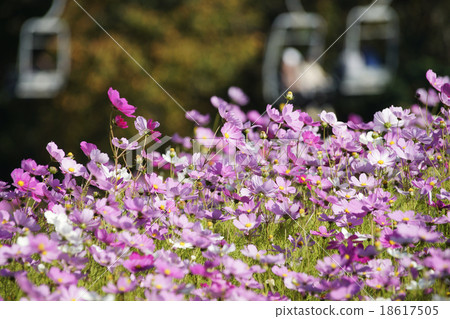 Tomonami's flat cosmos watching Tomonami's flat cosmos watching 18617505