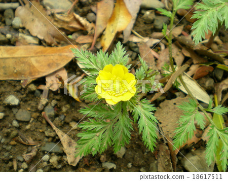 Adonis ramosa 18617511