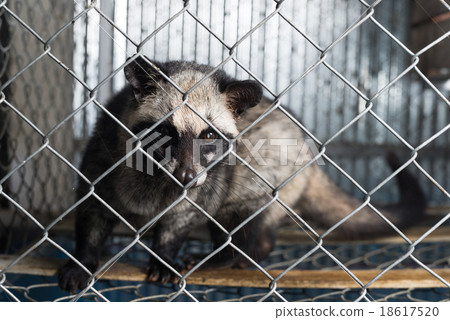 Kopi luwak coffee series : Civet in cage Kopi luwak coffee series : Civet in cage 18617520