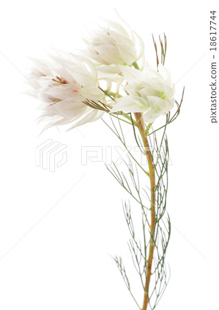 Celia flower 18617744