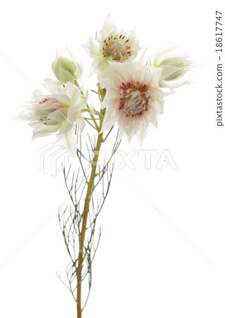 Celia flower 18617747