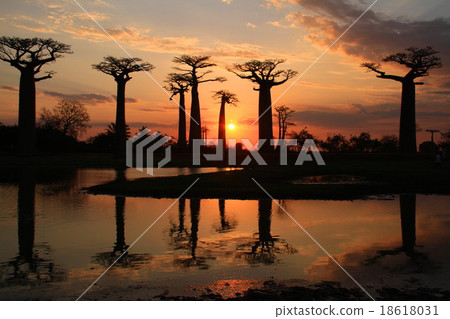 Baobab trees at dusk 18618031