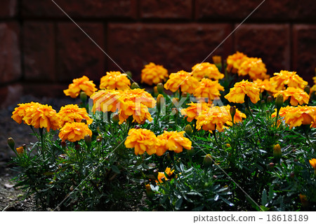 Yellow flowers. 18618189