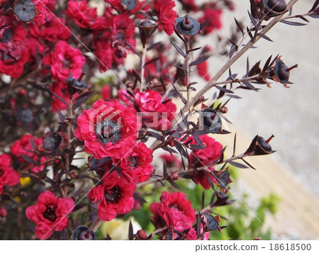 Goyalubi系列盛開（茶樹） 18618500